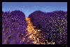 lavendel.honig.