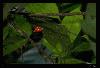 rot.k�ppchen.