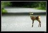 saving.private.bambi.