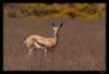 spring.bok.