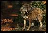 judgement.wolf.