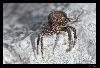 krab.