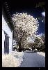dorf.baum[04]