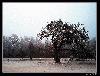 november [IR]
