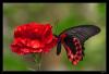 kom.plement�r.