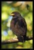 black.hawk.up.