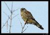 Falco tinnunculus