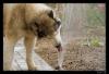 weil.ef.fo.f�n.prickelt.