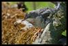 sch�ch.tern.