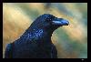 corvus.corax.